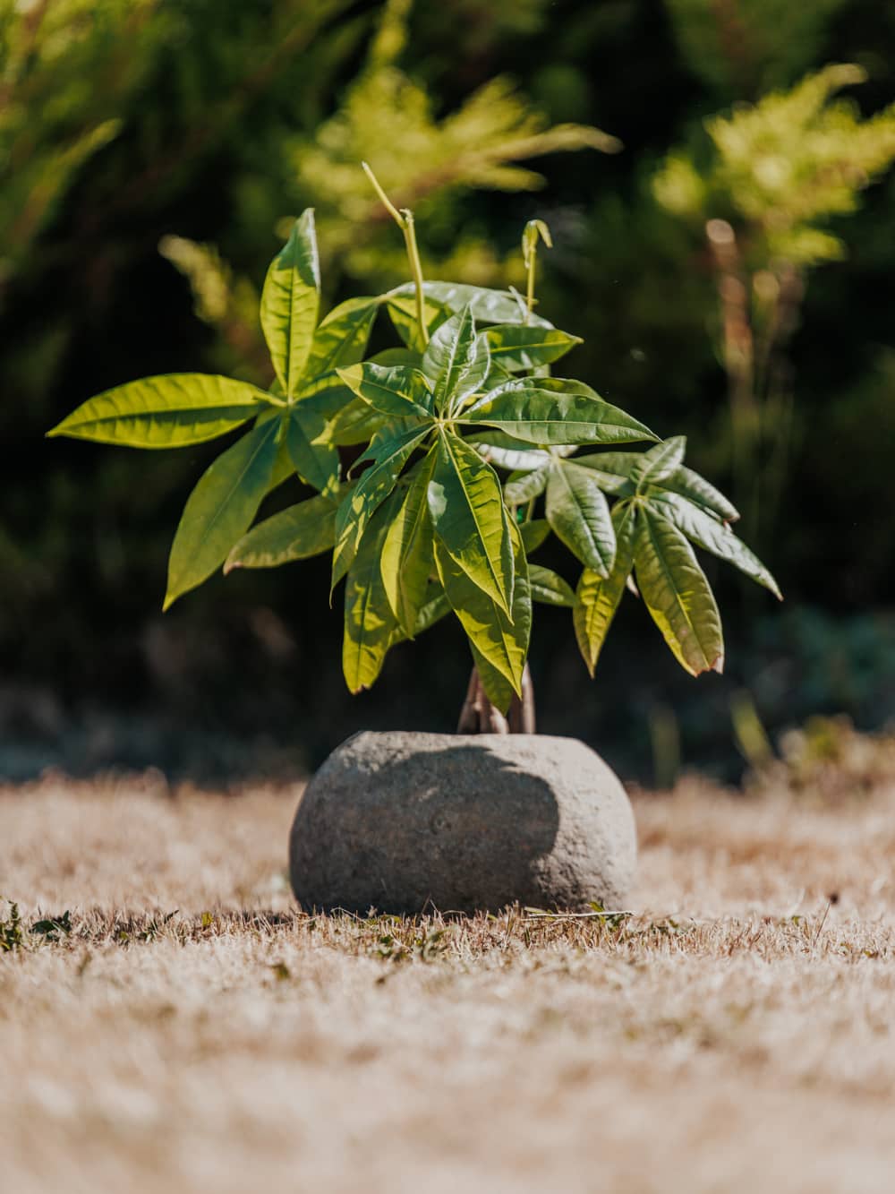 vase pot plante pour bonzai jardinière en pierre de rivière naturelle diamètre 17cm 20cm 30cm grossiste statue de jardin