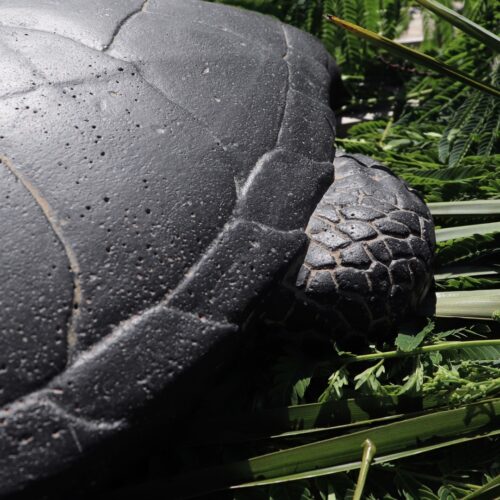 statue tortue mer pour jardin en pierre noir grande 67cm